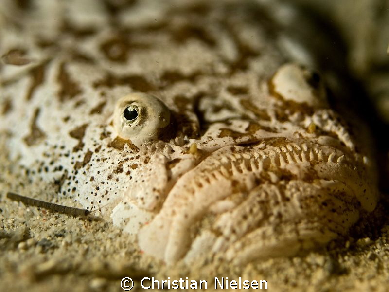 Playing around with DOF. Nice subject for trying out a fe... by Christian Nielsen 