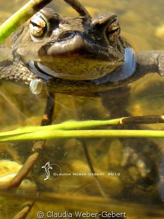 hey - wa's up.....??? by Claudia Weber-Gebert 