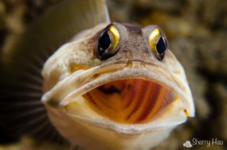 Ah....
Jawfish @ Anilao by Sherry Hsu 