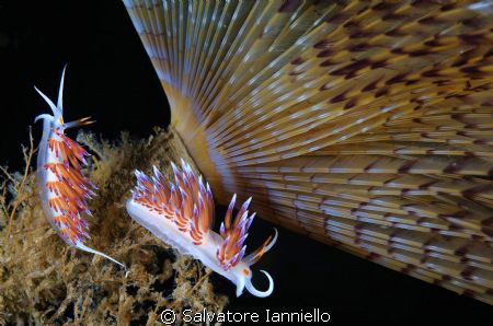 Cratene peregrina by Salvatore Ianniello 