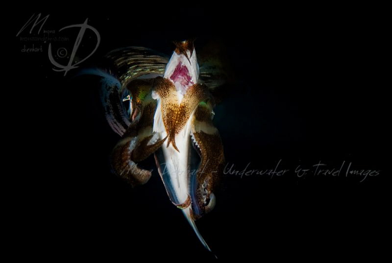 DARK GAMES
night show at the Prince John Dive Resort hou... by Mona Dienhart 
