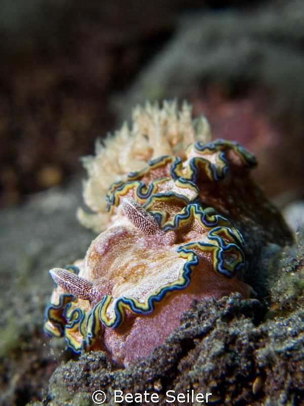 Nudi by Beate Seiler 