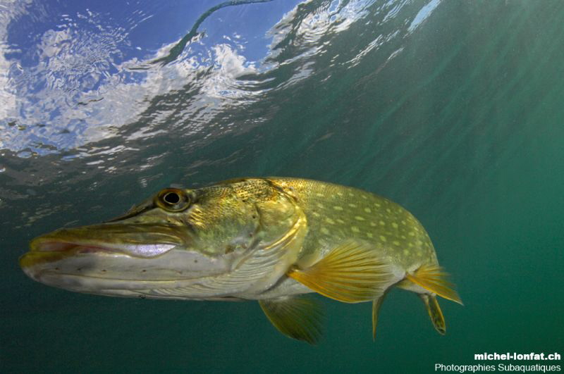 Pike close to the surface hunting... :O)... by Michel Lonfat 
