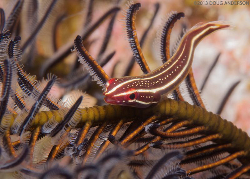 Clingfish, Pulau Weh by Doug Anderson 