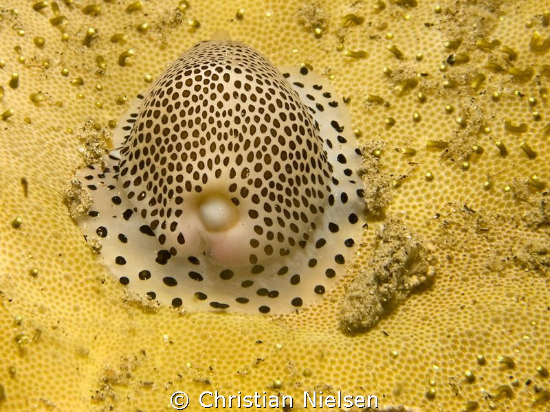 Another night dive on Padre Burgos Pier by Christian Nielsen 