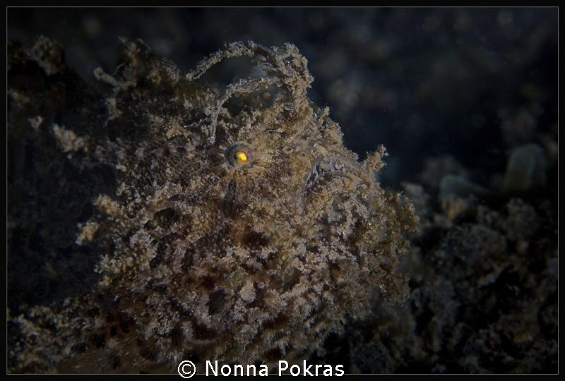 Yellow eye by Nonna Pokras 