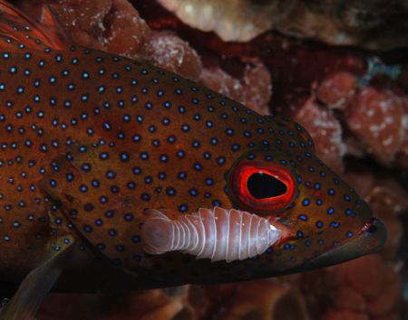 Hitch Hiker, This Coney fish has an Isopod that attaches ... by Ryan Weeks 