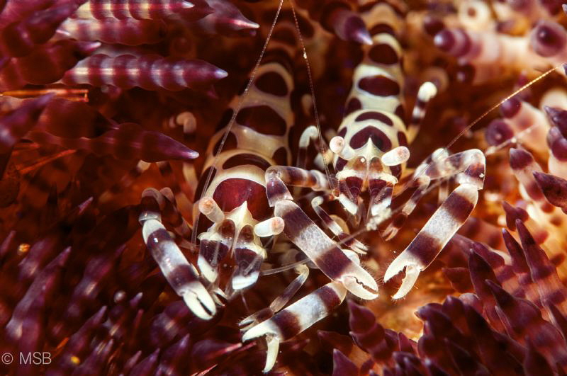 Colemani shrimps. by Mehmet Salih Bilal 