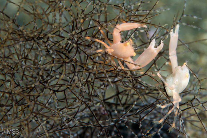 Albino crabs. One of them is carrying eggs. by Mehmet Salih Bilal 
