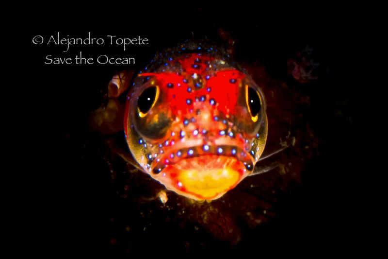 Blenny in the dark, Acapulco Mexico by Alejandro Topete 