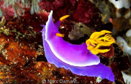 Dancing and showing off its colours. The bright colors ar... by Marc Damant 