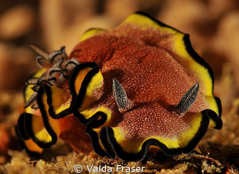 Glossodoris sp. by Valda Fraser 