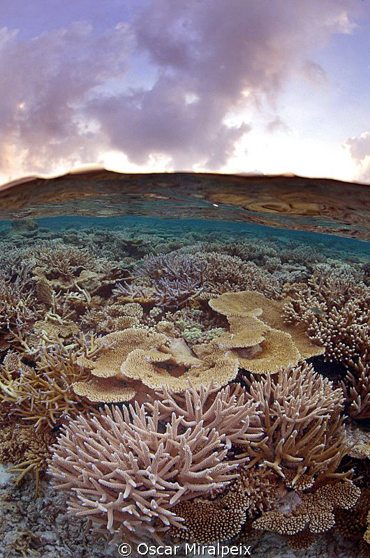 Maldives by Oscar Miralpeix 