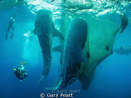 Interacting with Giants

An image from an early explora... by Gary Peart 