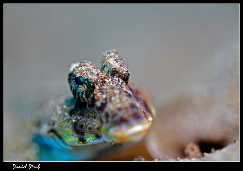 (fingered?) dragonet :-D by Daniel Strub 