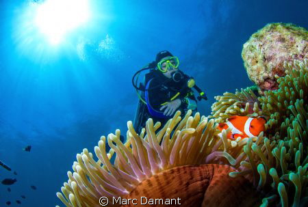"A Swim With Nemo"
We had a beautiful spot of sun at Bon... by Marc Damant 