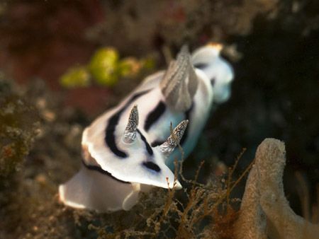 'With full speed' from Lembeh. Taken with Olympus E-20 in... by Istvan Juhasz 