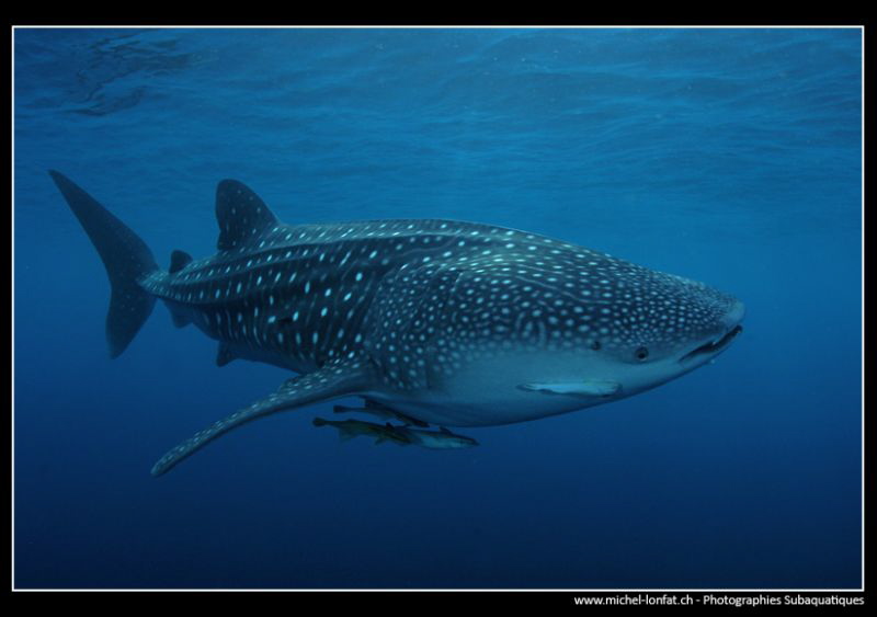 Whale Shark in the Blue.... by Michel Lonfat 