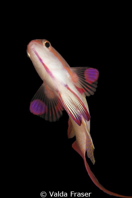 Male sea goldie darts upwards to impress the girls. by Valda Fraser 