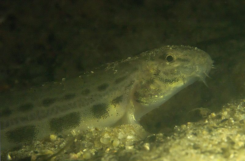 Three inch loach (cobitis taenia).
Just stopped chewing ... by Chris Krambeck 