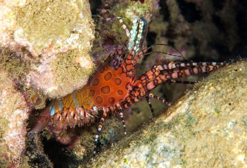 A Saron shrimp which doesn't hide itself during daytime i... by Mehmet Salih Bilal 