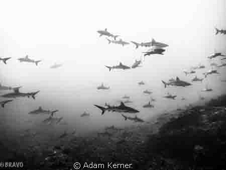 Wonderful dive in Fakarava lagoon, south pass in the Tuam... by Adam Kerner 