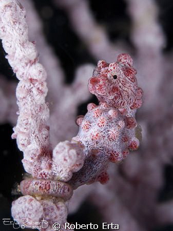 Pigmy Sea Horse by Roberto Erta 