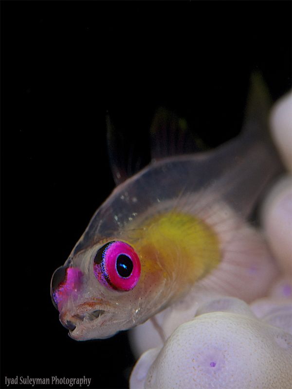 Purple-eyed Goby by Iyad Suleyman 