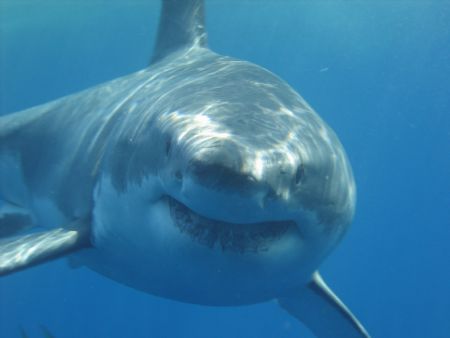 I call him......Bruce! by Stacy Perry 