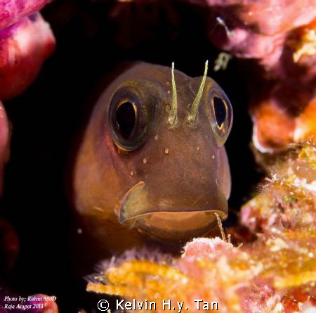 Taken in Raja Ampat by Kelvin H.y. Tan 