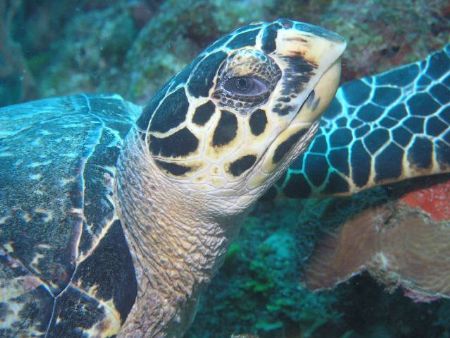 Ole' Blue eyes- Sea turtle near Water Cay- Utila, Hondura... by Matt Hogan 