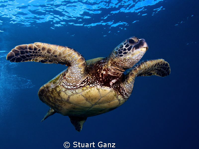Honu in the blue by Stuart Ganz 