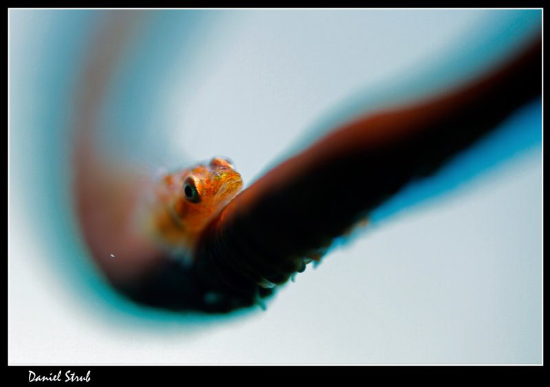 Gobie on a whiplash coral :-D by Daniel Strub 
