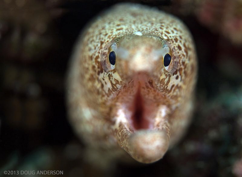 Moray, Pulau Weh by Doug Anderson 