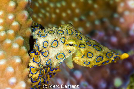One of the worlds most deadly marine animals but singular... by Marc Damant 