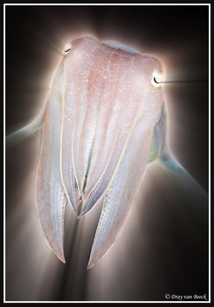 Ghost by Dray Van Beeck 