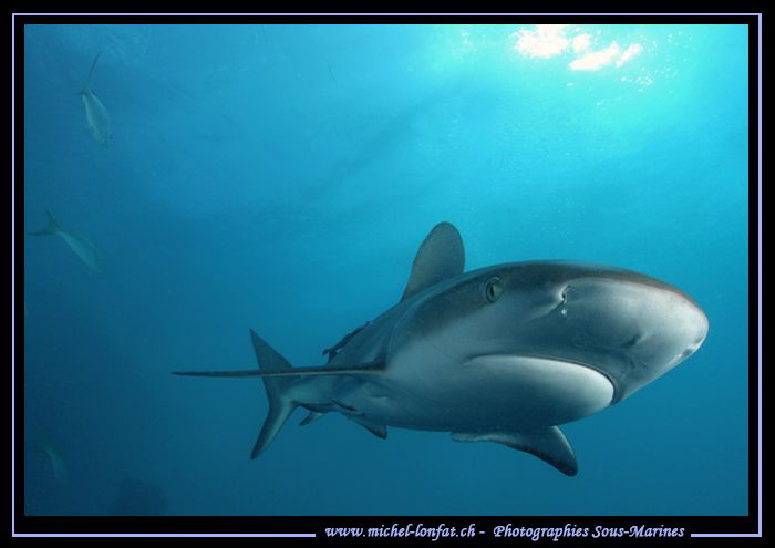Reef Shark... by Michel Lonfat 