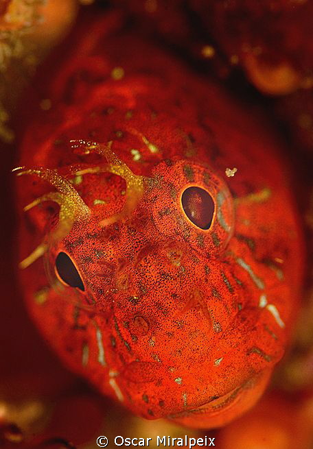 red face by Oscar Miralpeix 