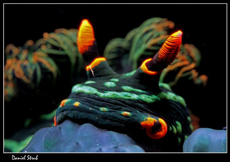Nembrotha Kubaryana :-D - neon nudi by Daniel Strub 