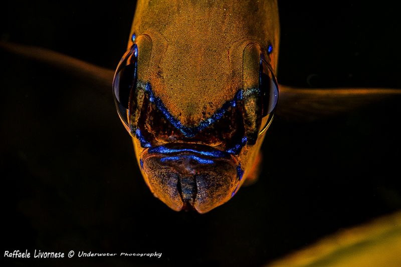 Cardinalfish portrait by Raffaele Livornese 