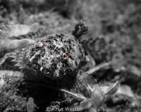 sincity fish by Knut Wester 