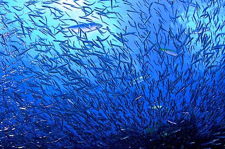 View from inside a school of bait fish. Key Largo, Florida. by Luiz Rocha 