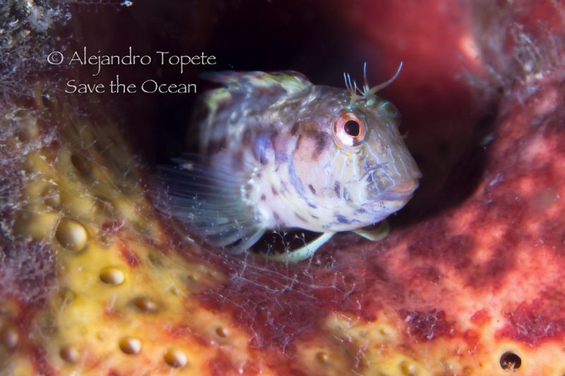 Blenny in sponge, Isla Lobos Mexico by Alejandro Topete 