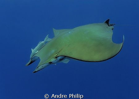 Mobula ray @ azores by Andre Philip 