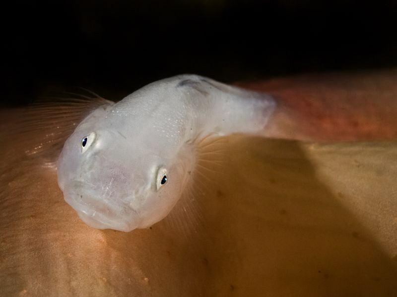 Ghost goby (Pleurosicya boldinghi) on soft coral by Alex Varani 