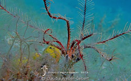 crinoid by Claudia Weber-Gebert 