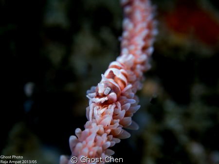 Gx1 and 45mm Micro and sea&sea 110a*2 by Ghost Chen 