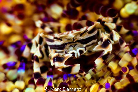 "Hiding in Beauty" This little crab was hiding amoungst t... by Marc Damant 