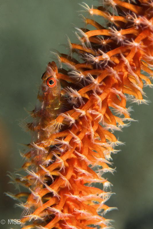Goby on a wire coral. by Mehmet Salih Bilal 
