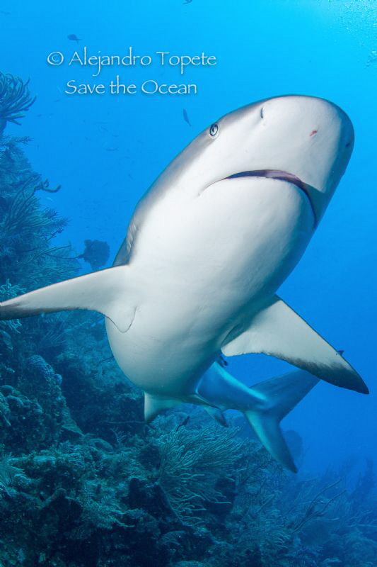 Reef Shark, Gardens of the Queen Cuba by Alejandro Topete 